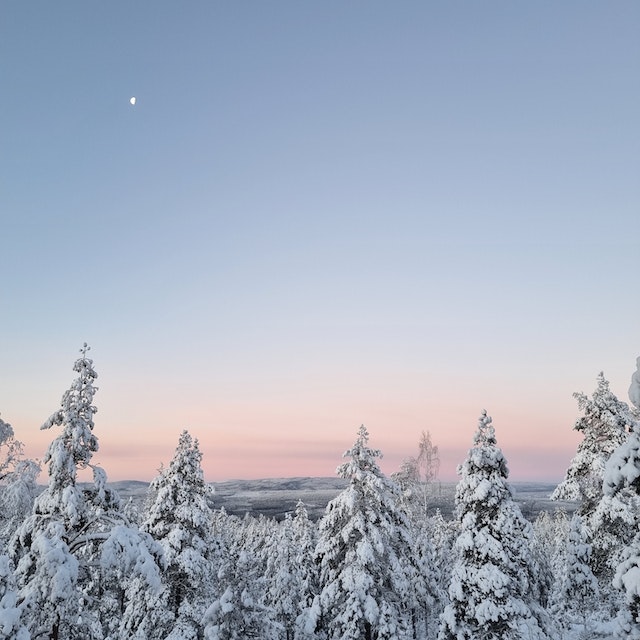 magical-artificial-christmas-trees